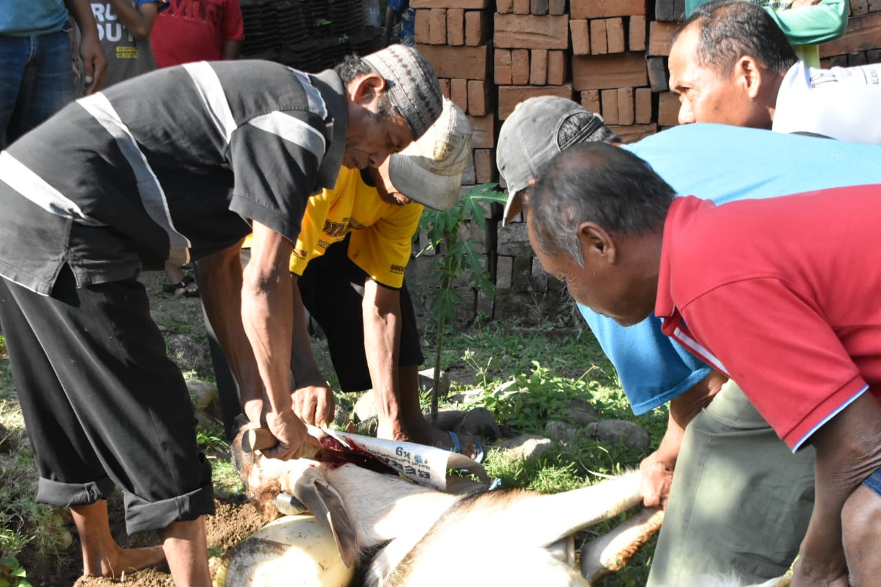 Indahnya berkurban di hari raya idul adha